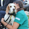 fundación tregua, vínculo humano-animal, perros de terapia